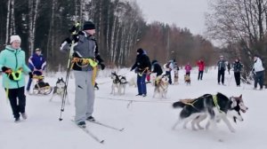 Как научить собаку работать
