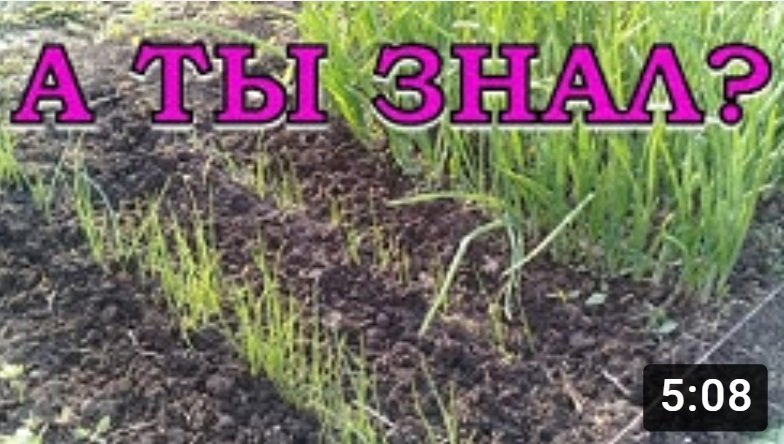 ЛУК НА ЗЕЛЕНЬ. Варианты посадки???