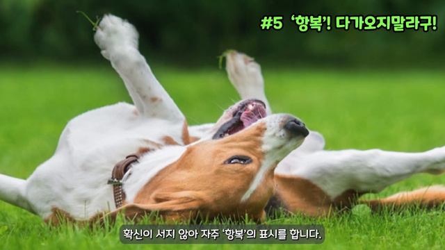 꼭 알아야 할 대표적인 강아지 감정표현 8가지【강아지 애정표현│강아지 바디랭귀지│강아지 키우기 전 알아야 할것】 смотреть онлайн