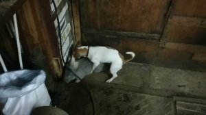 Джек Рассел терьер против Кролика! или КАК ПРАВИЛЬНО ОХОТИТСЯ!!!