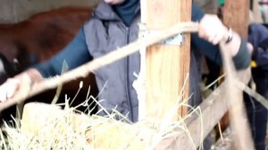 Фиксация и внутривенная инъекция у коровы без рогов