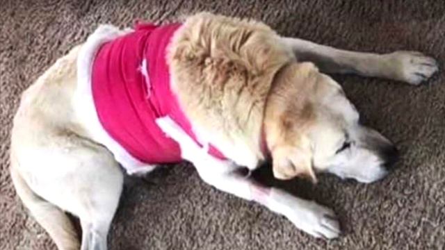 Женщина увидела своего пса, лежащим на газоне. Его тело было насквозь пробито стрелой смотреть онлайн