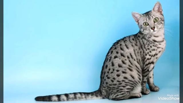 Коты Египетские Мау ( смотрите описание) смотреть онлайн