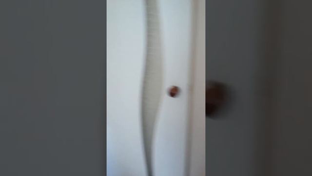 Сдается квартира в Агудзере Абхазия смотреть онлайн