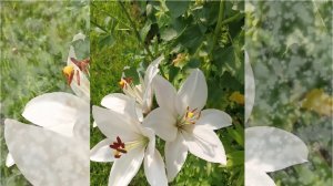 Что символизирует цветок лилии?  Лилии в саду.