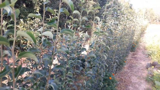 саженцы груши в Московской обл. сорт Просто Мария, Велеса,Чижовская и др. смотреть онлайн