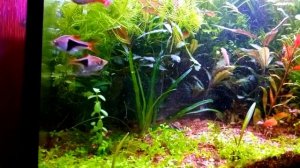 Пересадка растений . Эриокаулон Вьетнам и Бликса японская .