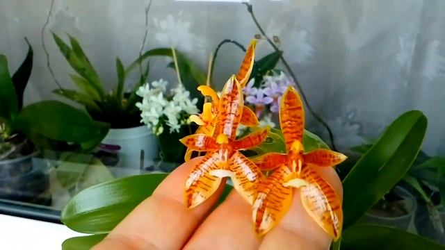 Phalaenopsis Cornu-cervi