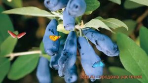 Жимолость съедобная Морена (lonicera edulis morena) ? обзор: как сажать, саженцы жимолости Морена