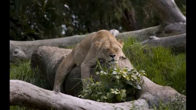 Медитация отпускания Константин Довлатов смотреть онлайн