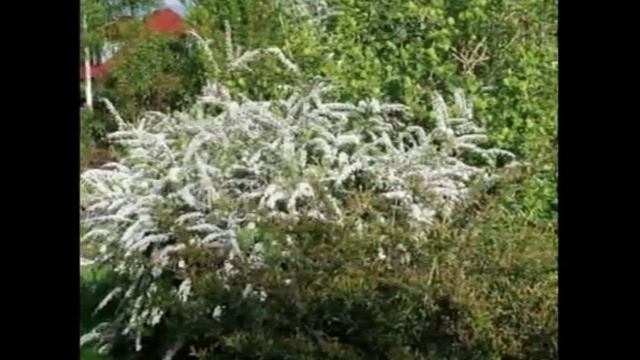 Tawuła Spiraea Spierstrauch Таволга