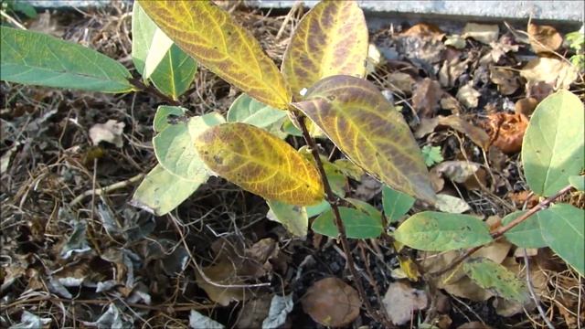 Важные дела в саду Надеюсь жимолость будет крупноплодной! смотреть онлайн