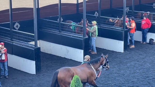 Our Kentucky Rose: Rosie in the paddock at Golden Gate Fields. смотреть онлайн