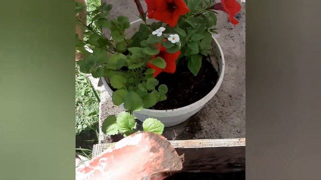 Посадка Бакопы в горшок вместе с Сурфинией? смотреть онлайн