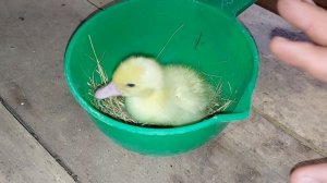 причина внезапного падежа мускусных утят (индоутят!)
