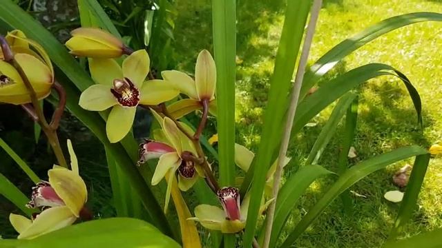 Мой уход за цимбидиум. смотреть онлайн