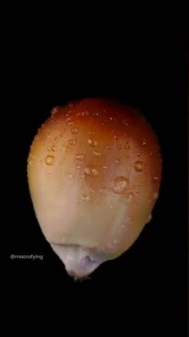 Why does Popcorn pop?🍿 смотреть онлайн