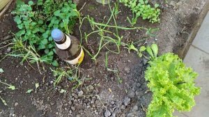 ТЕПЛИЦА в Горячем Ключе🍅🥒🥬 Стоит ли использовать.