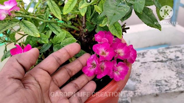 Polyantha Rose _ Marjorie Fair | shootable for balcony garden and partial sun light | shrub rose. смотреть онлайн