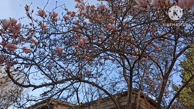 Лена Хеппи.Рассказала про встречу Селима с туристами в Измире,теперь все отрицает.Книга из-под полы смотреть онлайн