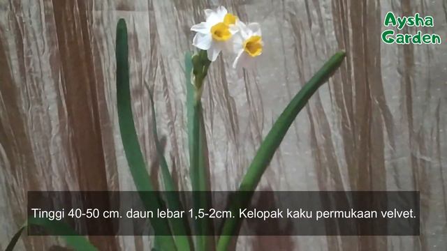 MENANAM UMBI BUNGA NARCISSUS DAFFODIL TAZETTA CANALICULATUS DI INDONESIA - Aysha Garden #11