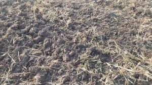 Первый раз сел за трактор. Дисковка стерни МТЗ 80 и БДТ-3