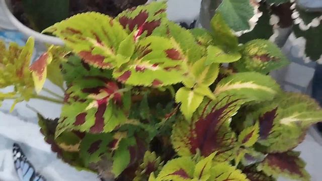 🌿Комнатные растения, которые радуют меня в феврале/Замело снегом🌿 смотреть онлайн