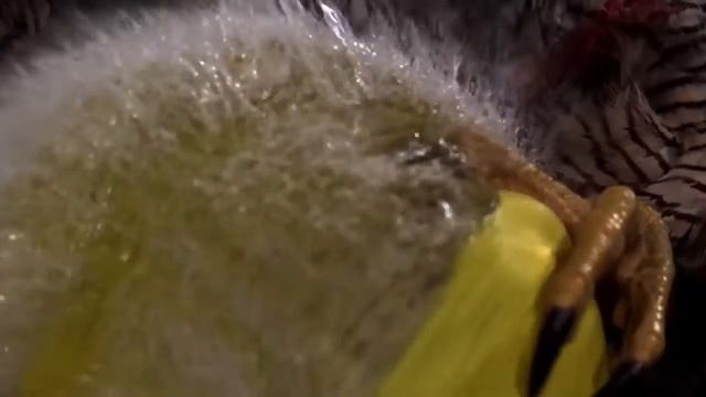 Самые разные видео в slow motion смотреть онлайн