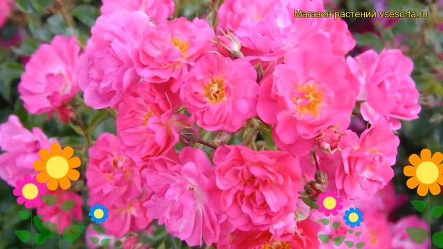 Роза почвопокровная Неон. Краткий обзор, описание характеристик, где купить саженцы Neon смотреть онлайн