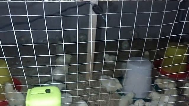 чучахои бролер дар шароити хона смотреть онлайн