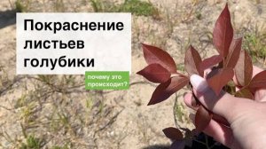 Почему у голубики краснеют листья? Ягодная долина
