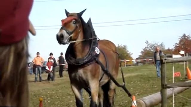 Fuhrmannstag Pliezhausen 2008 смотреть онлайн
