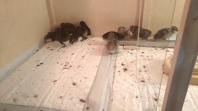 Брудер для цыплят порода Московская черная и люйкиданзи расписная смотреть онлайн