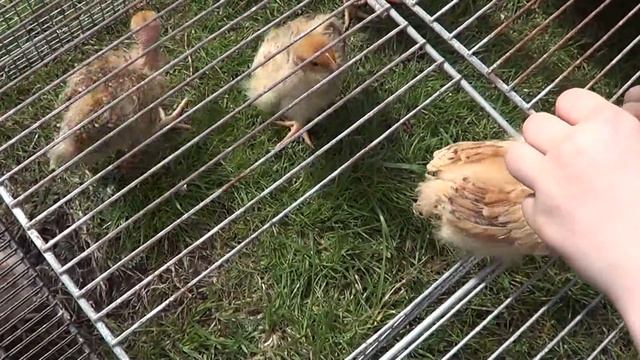 Уход и Содержание цыплят Расклев цыплят Цыплята испанка голошейка смотреть онлайн