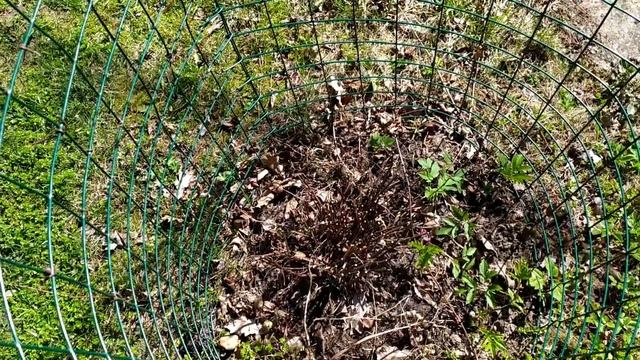 Влог. Дачные работы. С соседкой случился несчастный случ... смотреть онлайн