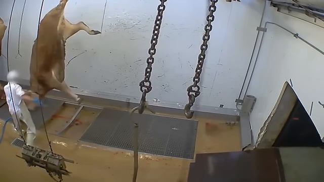 Obtienen carne sin matar animales смотреть онлайн