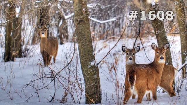 #1608. Олени (В мире животных) смотреть онлайн