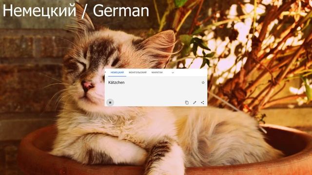 КАК ЗВУЧИТ КОТЁНОК НА РАЗНЫХ ЯЗЫКАХ МИРА? смотреть онлайн