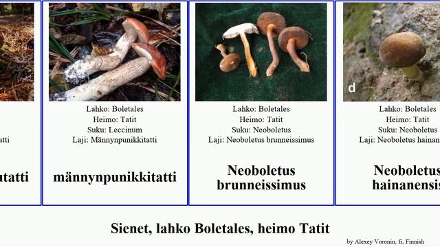 Sienet, lahko Boletales, heimo Tatit tylopilus boletus boletellus minor sect fungus nivea lupinus смотреть онлайн