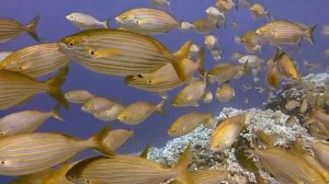 С этой прикормкой наловить плотвы не составит труда. Универсальная приманка для рыбалки весной