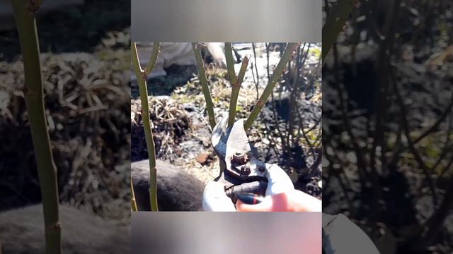 ВІДЕО #️⃣2️⃣ НЕ ПРОПУСТІТЬ обрізку ТРОЯНД для ПИШНОГО цвітіння‼️ Березень - найкраща пора🌹 смотреть онлайн