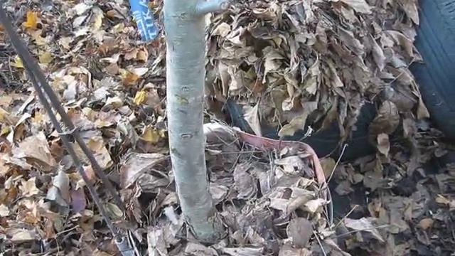 ВЗРОСЛЫЙ САД В ПОСУДЕ смотреть онлайн