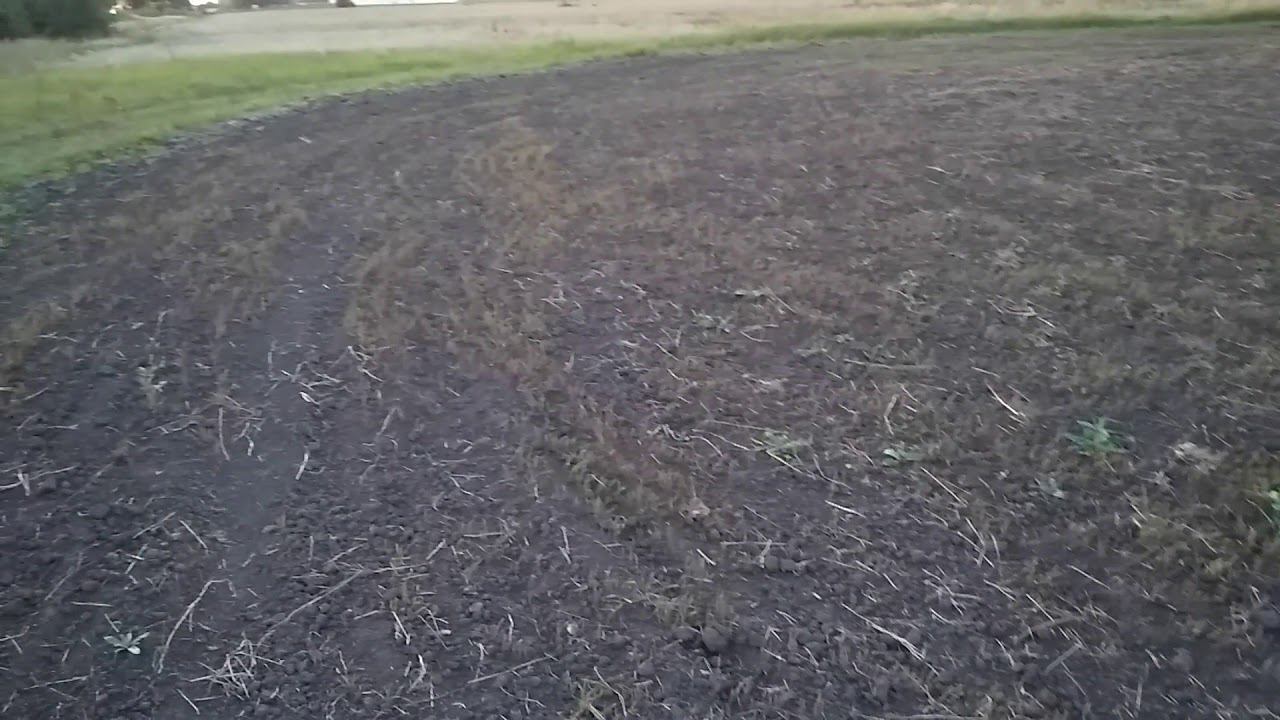 Озимая рожь в КФХ 