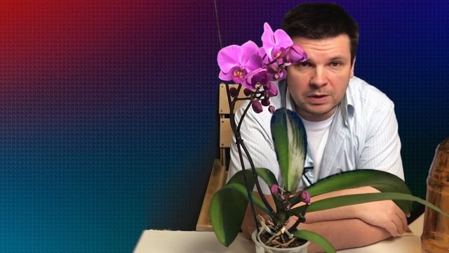 Цветущая орхидея, подкормка, полив. Орхидеи уход. смотреть онлайн