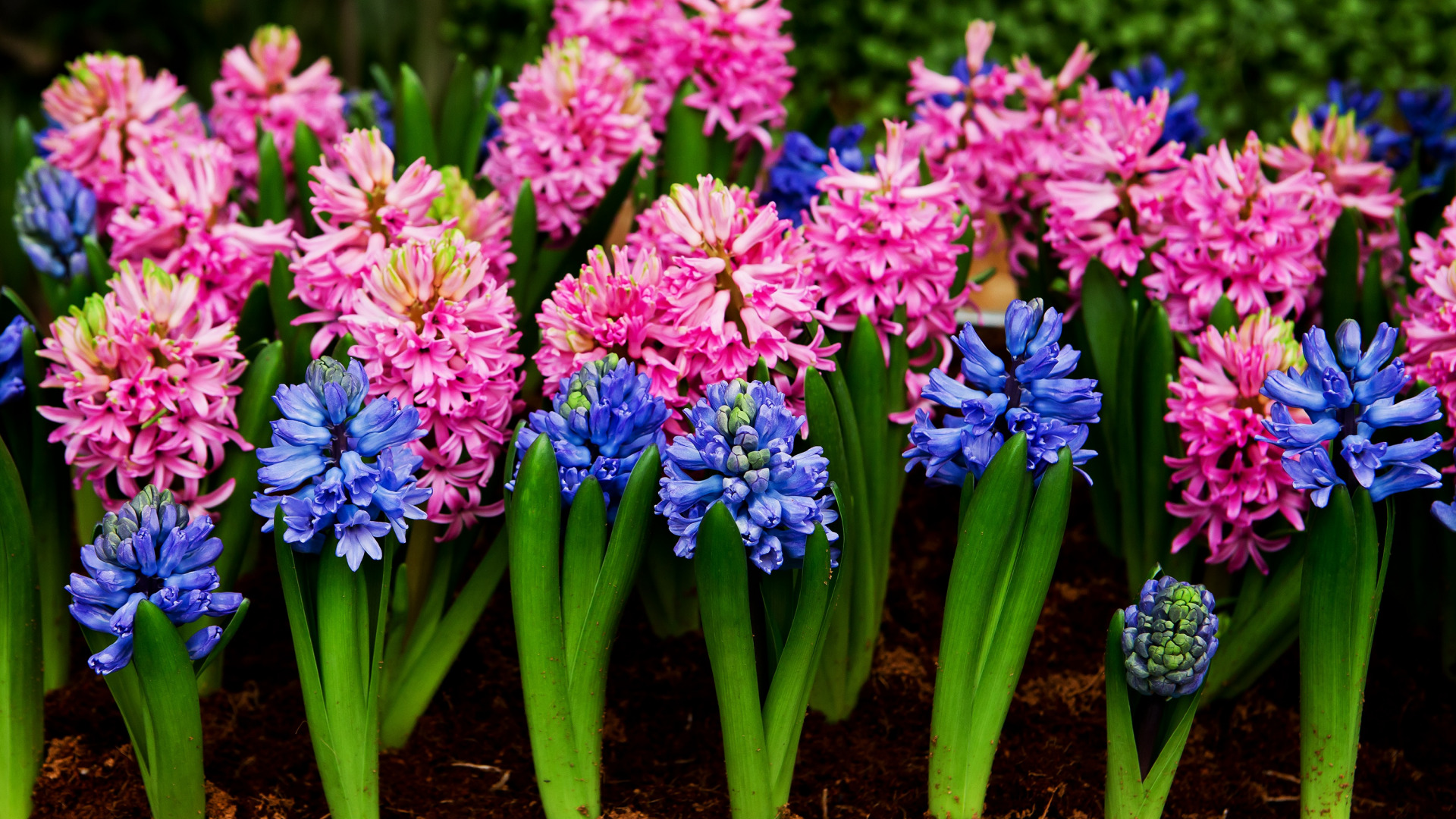 ЦВЕТЫ, ЦВЕТЫ, ЦВЕТЫ в ОБИ! смотреть онлайн