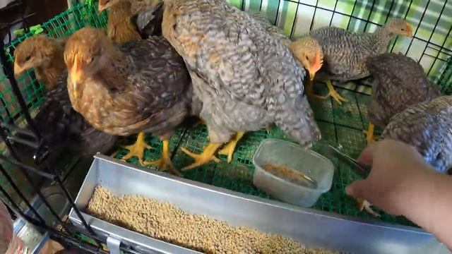 Цыплята Билефельдер 1,5 месяца ( вылуп 05/03/2021) #ЛАЙФХАК клетка для КУР за 5 минут СВОИМИ РУКАМИ смотреть онлайн
