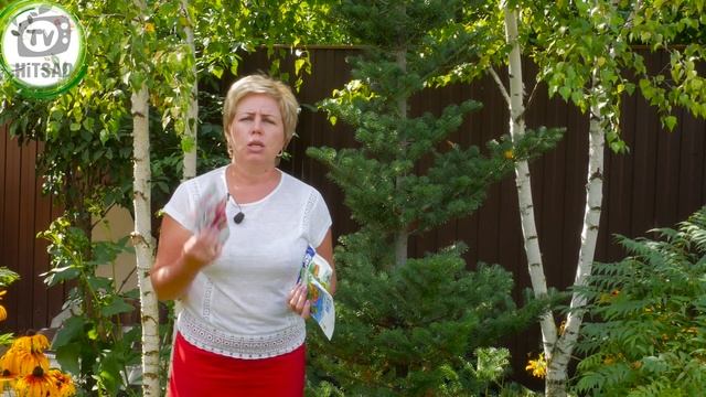 Ржавчина на хвойных ✔️ Что делать Лучшие препараты смотреть онлайн