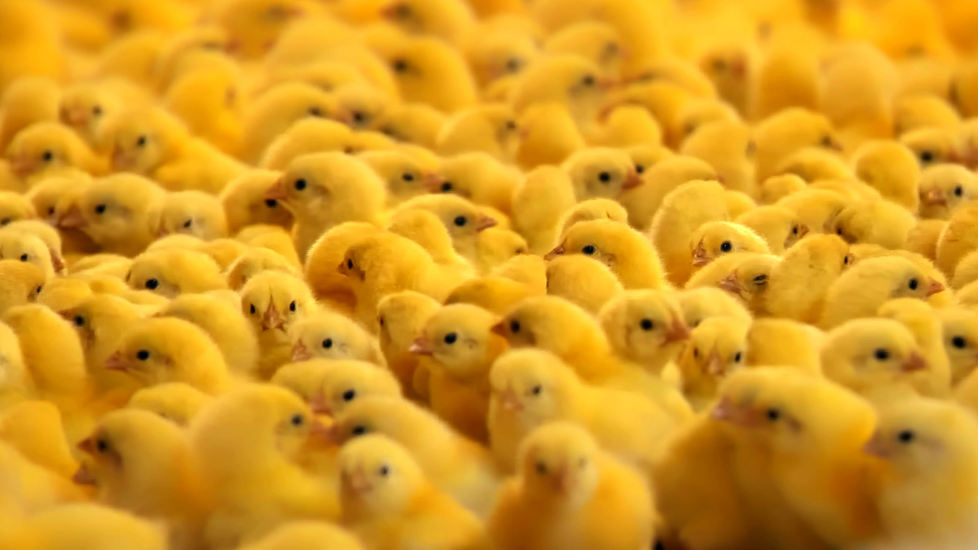 Цыплята и куры. Домашние животные для детей Мультики про животных смотреть онлайн