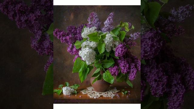 С Днём рождения, Майя. смотреть онлайн