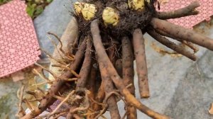 Эремурус и его корень